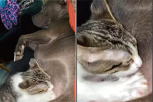 横になっている犬からミルクをもらおうとしている猫。でも、その子からミルクをもらうのは無理だと思うよ？だってその子は・・【アメリカ・動画】