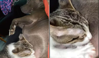 横になっている犬からミルクをもらおうとしている猫。でも、その子からミルクをもらうのは無理だと思うよ?だってその子は・・【アメリカ・動画】