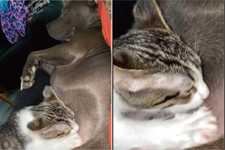 横になっている犬からミルクをもらおうとしている猫。でも、その子からミルクをもらうのは無理だと思うよ？だってその子は・・【アメリカ・動画】