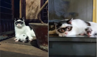 その姿、まさに怪傑ゾロ・・!ドミノマスクを思わせる模様がある猫。その模様は息子くんにしっかり引き継がれたようです
