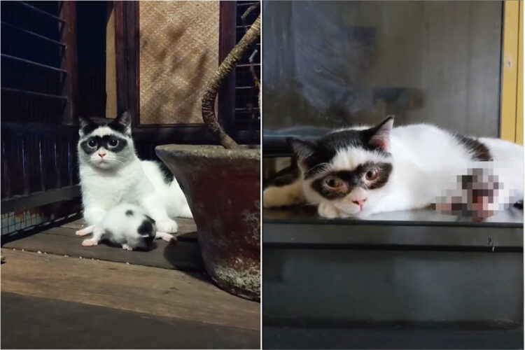 その姿、まさに怪傑ゾロ・・！ドミノマスクを思わせる模様がある猫。その模様は息子くんにしっかり引き継がれたようです