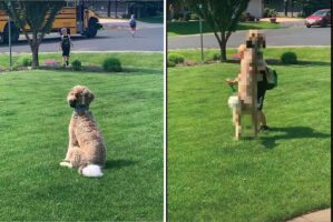 男の子が帰ってくるのをじっと座って待つ犬。スクールバスから男の子がおりてくると熱い抱擁を交わします！！【アメリカ・動画】