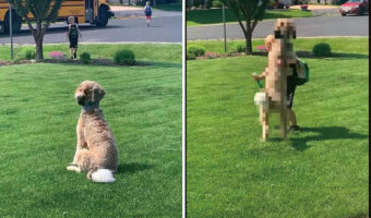 男の子が帰ってくるのをじっと座って待つ犬。スクールバスから男の子がおりてくると熱い抱擁を交わします!!【アメリカ・動画】