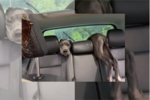 車の後部座席とトランクの間に体が挟まってしまったグレートデーンの子犬。抜け出そうとジタバタもがきますが・・・【海外・動画】