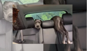車の後部座席とトランクの間に体が挟まってしまったグレートデーンの子犬。抜け出そうとジタバタもがきますが・・・【海外・動画】