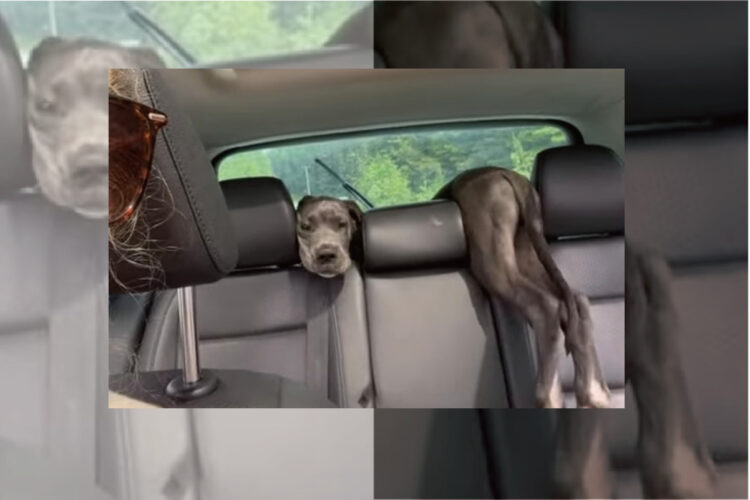 車の後部座席とトランクの間に体が挟まってしまったグレートデーンの子犬。抜け出そうとジタバタもがきますが・・・【海外・動画】