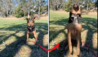 とんでもないジャンプ力を披露する子犬。スゴく高さのあるバク宙を一度だけではなく、二度三度と披露しました【海外・動画】