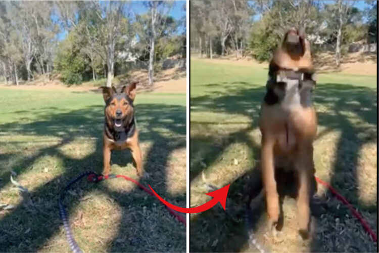 とんでもないジャンプ力を披露する子犬。スゴく高さのあるバク宙を一度だけではなく、二度三度と披露しました【海外・動画】