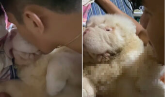 パパさんからのキスを拒む愛犬。ママさんからのキスは嬉しそうに受け入れたので、パパさんがもう一度キスすると・・【海外・動画】