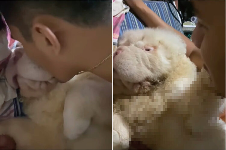 パパさんからのキスを拒む愛犬。ママさんからのキスは嬉しそうに受け入れたので、パパさんがもう一度キスすると・・【海外・動画】