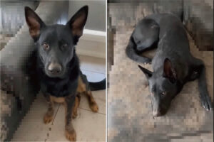 大雨の後、庭で『あるもの』を見つけたシェパードの兄妹。たっぷり楽しんでお家に戻っていった結果・・、家の中が大変なことに！！【海外・動画】