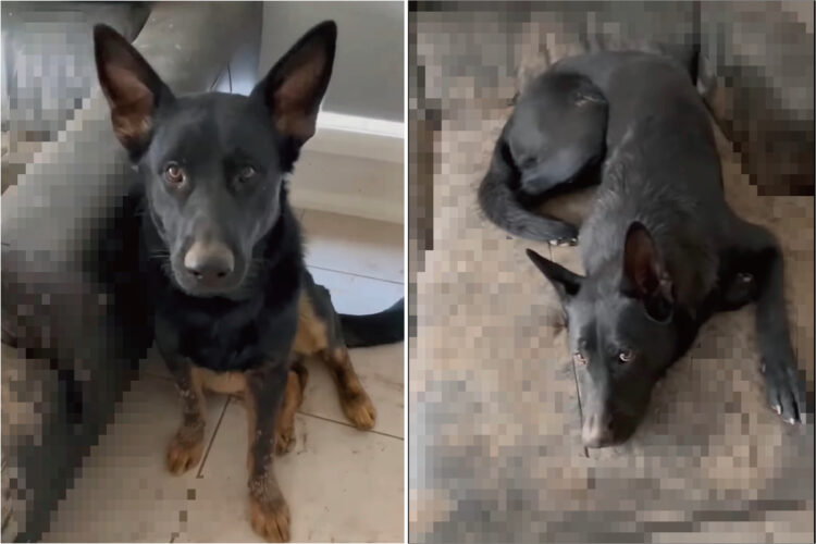 大雨の後、庭で『あるもの』を見つけたシェパードの兄妹。たっぷり楽しんでお家に戻っていった結果・・、家の中が大変なことに！！【海外・動画】