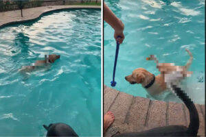 プールを泳ぐ犬たち。その背中には・・なんと、泳ぎが達者な「あの動物」が乗っかっていました！！【アメリカ・動画】
