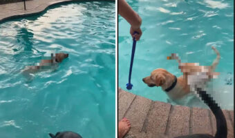 プールを泳ぐ犬たち。その背中には・・なんと、泳ぎが達者な「あの動物」が乗っかっていました!!【アメリカ・動画】