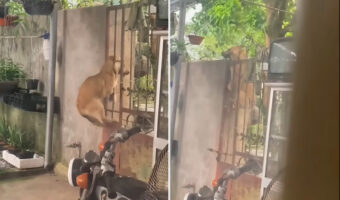 この犬、脱出のプロ!ササっと門をよじ登ると、外へ遊びに行きました!しかも、門をよじ登ってしれっと帰ってくるのです【アメリカ・動画】