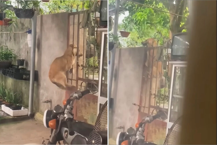 この犬、脱出のプロ！ササっと門をよじ登ると、外へ遊びに行きました！しかも、門をよじ登ってしれっと帰ってくるのです【アメリカ・動画】
