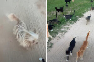 仕事終わりに近所へ愛犬の散歩に出てみると・・、後ろに広がっていた光景にビックリ！そこにいたのは、なんと・・！！【アメリカ・動画】