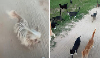仕事終わりに近所へ愛犬の散歩に出てみると・・、後ろに広がっていた光景にビックリ!そこにいたのは、なんと・・!!【アメリカ・動画】