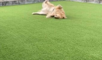 この後に注射される事を知らず、動物病院に隣接されたドッグランを堪能する愛犬が話題に!この数分後の表情が完全に2コマ漫画だった