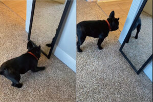 鏡の中に自分と同じ動きをする犬の姿を見つけた子犬。しかし、裏に回ってみても、覗き込んでみても誰もいないので不思議そう【アメリカ・動画】