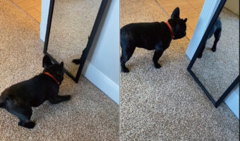 鏡の中に自分と同じ動きをする犬の姿を見つけた子犬。しかし、裏に回ってみても、覗き込んでみても誰もいないので不思議そう【アメリカ・動画】