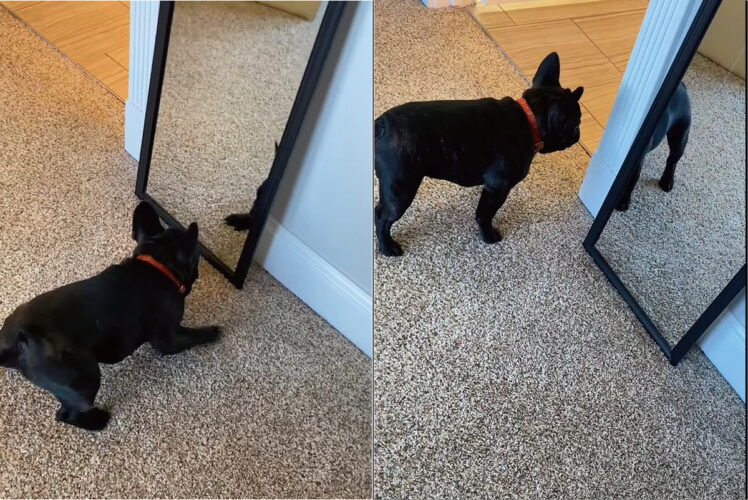 鏡の中に自分と同じ動きをする犬の姿を見つけた子犬。しかし、裏に回ってみても、覗き込んでみても誰もいないので不思議そう【アメリカ・動画】