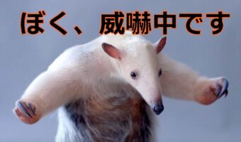 コアリクイ同士白熱バトル!しかし威嚇する姿がかわいすぎて全然怖くない