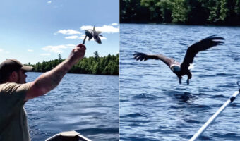 釣り人が魚を湖に向かって放ると・・、ハクトウワシがやって来た!見事に魚をキャッチすると、そのまま飛んでいくのでした【アメリカ・動画】