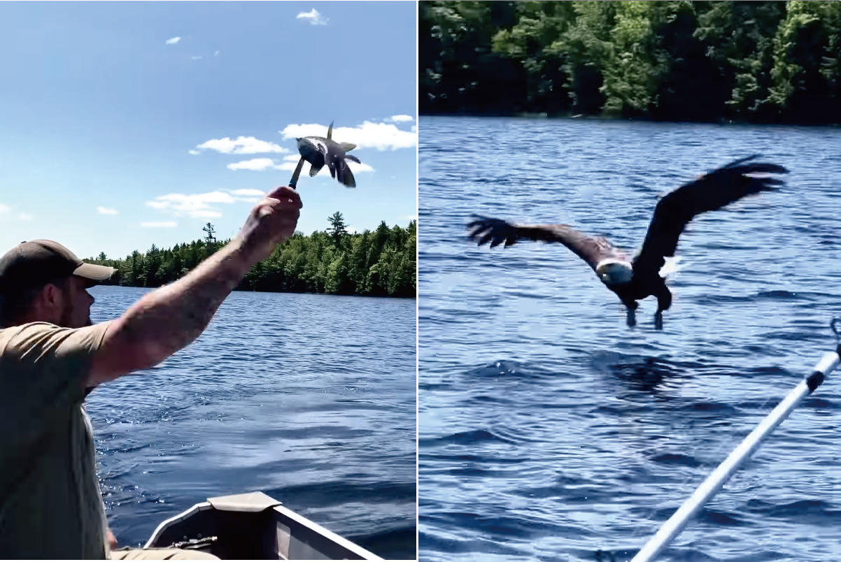 釣り人が魚を湖に向かって放ると・・、ハクトウワシがやって来た！見事に魚をキャッチすると、そのまま飛んでいくのでした【アメリカ・動画】