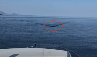 海上でボートに接近する何か！