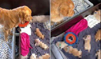 子犬たちと遊びたがっているゴールデンレトリバー。だけど、その子達がそのオモチャで遊ぶのはまだむずかしいんじゃないかな??【海外・動画】