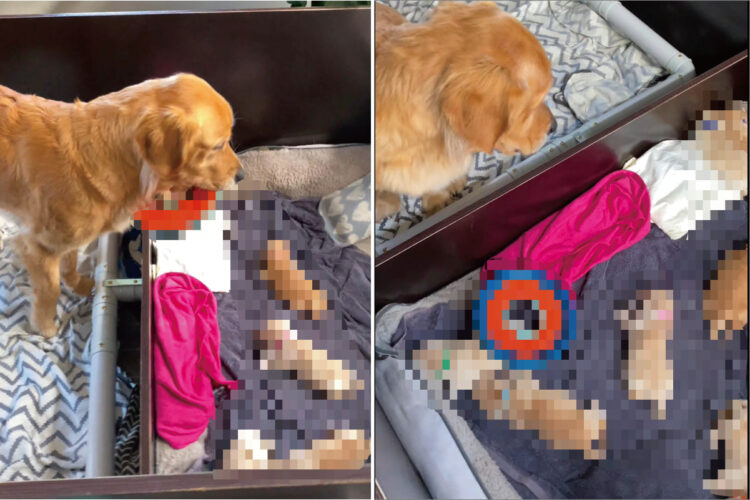 子犬たちと遊びたがっているゴールデンレトリバー。だけど、その子達がそのオモチャで遊ぶのはまだむずかしいんじゃないかな？？【海外・動画】