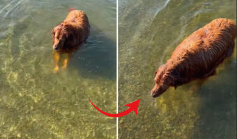 なにかを押さえつけるようにして水中にいるゴールデンレトリバー。次の瞬間、顔を水面に浸けましたが・・、その目的とは？！【アメリカ・動画】