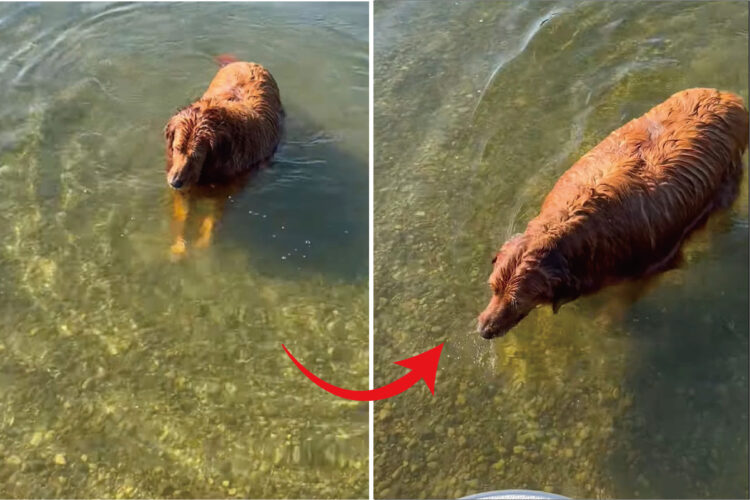 なにかを押さえつけるようにして水中にいるゴールデンレトリバー。次の瞬間、顔を水面に浸けましたが・・、その目的とは？！【アメリカ・動画】