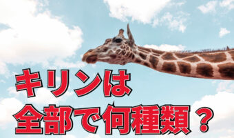 キリンの種類はなんと4種？1種だと考えられていましたが、近年4種だと判明しました！