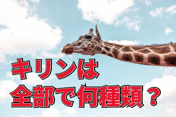 キリンの種類はなんと4種？1種だと考えられていましたが、近年4種だと判明しました！