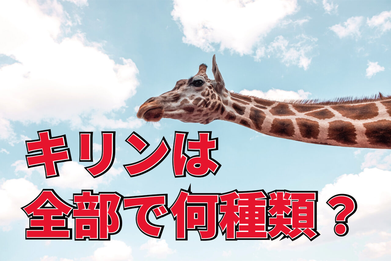 キリンの種類はなんと4種？1種だと考えられていましたが、近年4種だと判明しました！