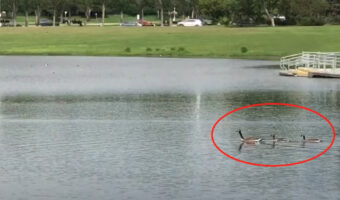 まるでガチョウの列車みたい。水面を泳ぐガチョウの家族、そこに他の家族も続いていったのでスゴいことになっています!【海外・動画】
