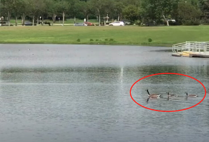 まるでガチョウの列車みたい。水面を泳ぐガチョウの家族、そこに他の家族も続いていったのでスゴいことになっています！【海外・動画】