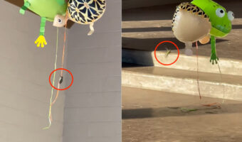 ハチドリがバルーンで遊んでいる??紐に掴まるハチドリ、バルーンが床に付きそうになると紐から離れて・・【アメリカ・動画】