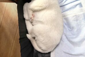 「この無駄のないコンパクトさ。グッドデザイン賞いけるやろ」手足を折りたたんで寝るシベリアンハスキーの子犬が話題に！