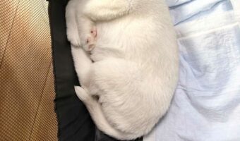 「この無駄のないコンパクトさ。グッドデザイン賞いけるやろ」手足を折りたたんで寝るシベリアンハスキーの子犬が話題に!