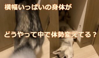 こんな狭い場所でどうやって頭出してるんだろうって疑問だったんだけど・・・謎を解明できた動画が話題に！