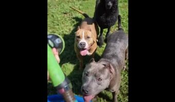 愛犬たちが野生に戻った?!ホースで放水し始めると興奮しすぎてすさまじい形相に!【海外・動画】