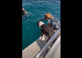 泳いでいる飼い主さんの姿を眺めている子犬たち。すると、一頭がボートから落ちるアクシデントが！その理由にビックリ！！【海外・動画】