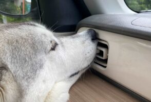 「可愛すぎかよ！もふりたい」冷気を独り占めするシベリアンハスキーに反響