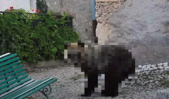 この至近距離は恐ろしすぎる！イタリアの美しい街中で観光客が鉢合わせたのは・・まさかの「恐ろしいあの動物」でした！！【海外・動画】　