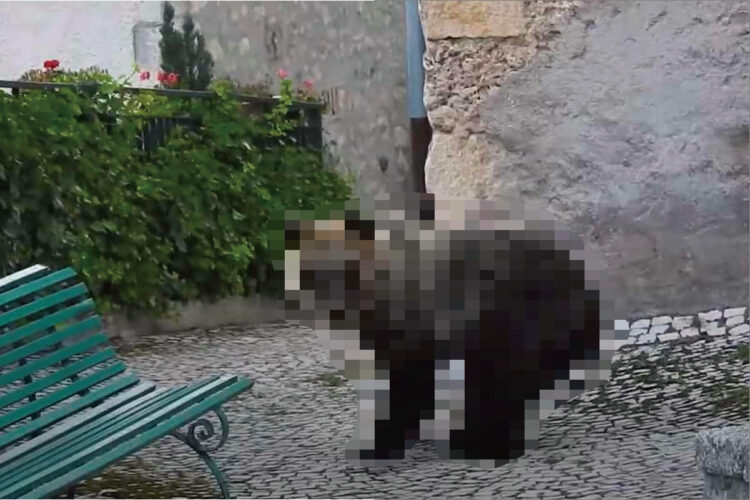 この至近距離は恐ろしすぎる！イタリアの美しい街中で観光客が鉢合わせたのは・・まさかの「恐ろしいあの動物」でした！！【海外・動画】　