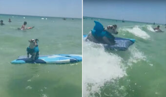 ボディボードを操る小柄なジャック・ラッセル・テリア。波に乗ると、バランスを崩すこともなく見事ビーチへ!!【アメリカ・動画】