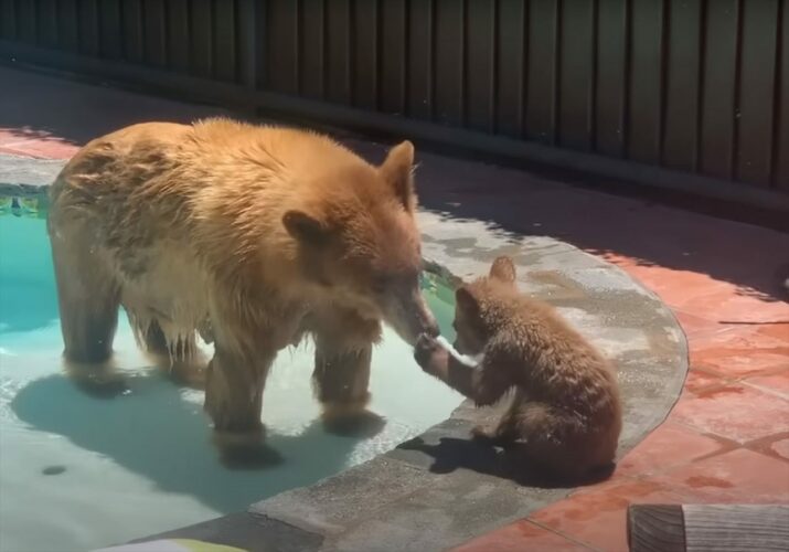 自宅のプールにあらわれたクマの親子。母グマは一緒に入りたいみたいですが、子グマは入りたくないみたいです【アメリカ・動画】